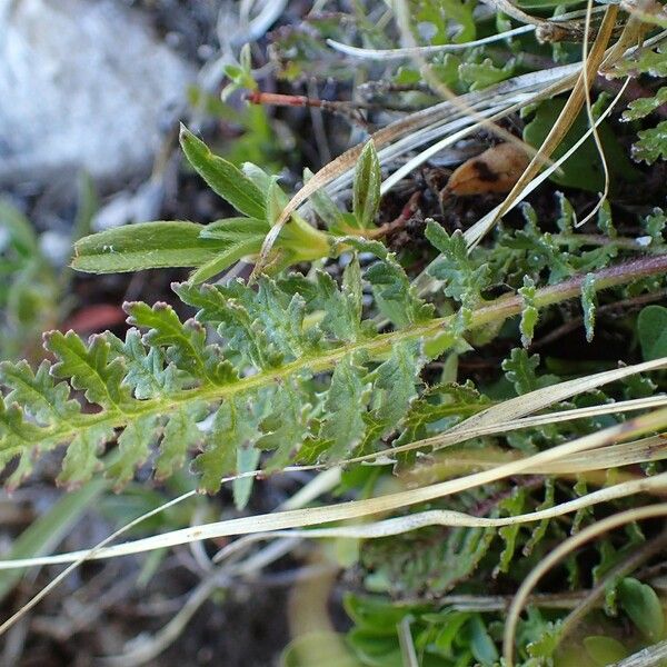 Pedicularis gyroflexa Habit