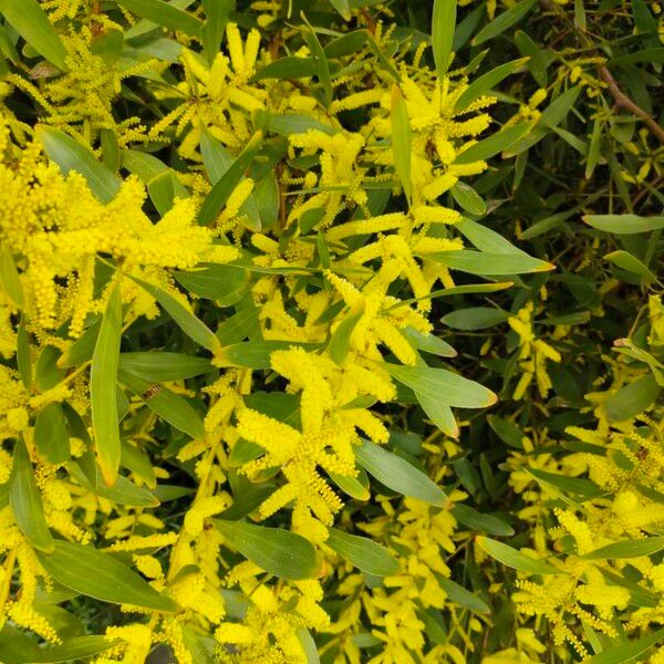 Acacia longifolia Blomst