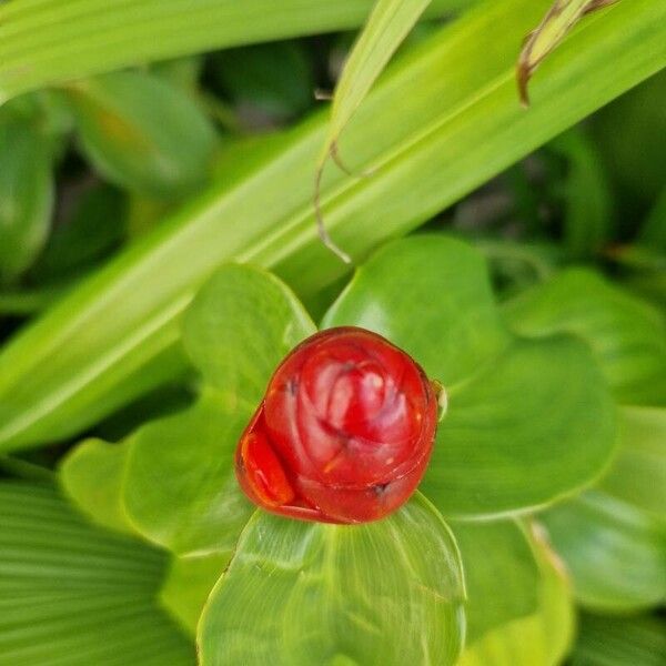 Costus woodsonii 花