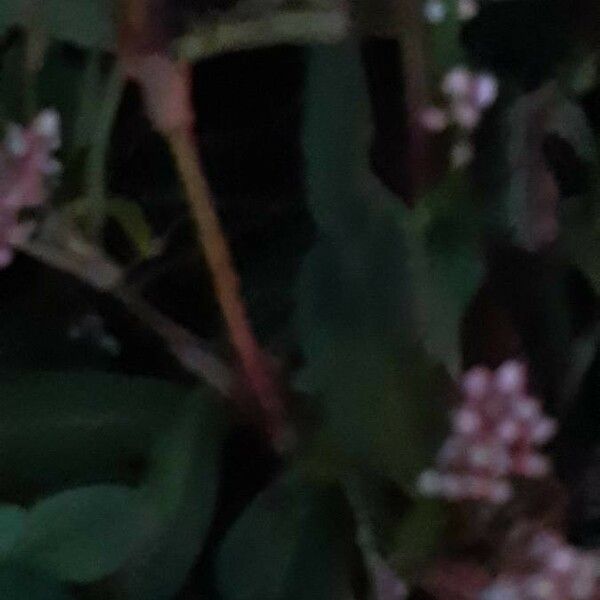 Polygonum persicaria 樹皮