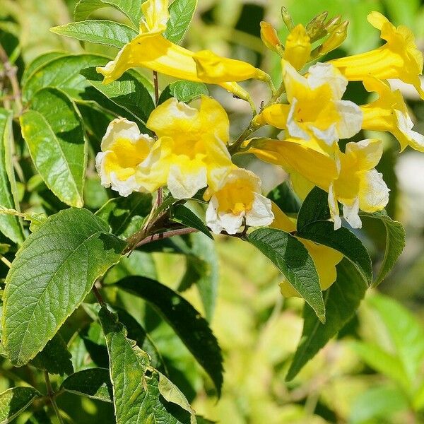 Tecoma stans Flower