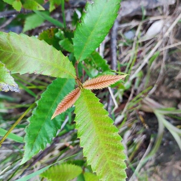 Callicoma serratifolia Leaf