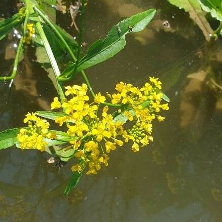 Rorippa amphibia Квітка