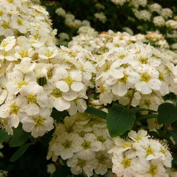 Spiraea chamaedryfolia പുഷ്പം