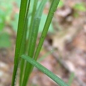 Carex swanii Leaf