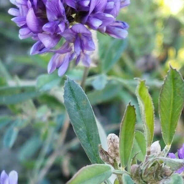 Medicago sativa Blomst