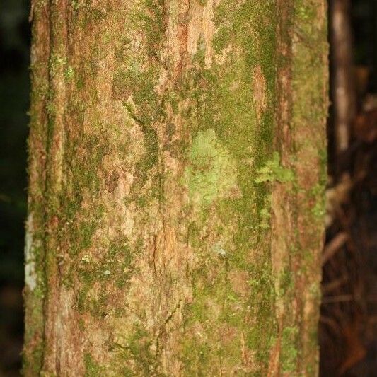 Posoqueria latifolia बार्क (छाल)