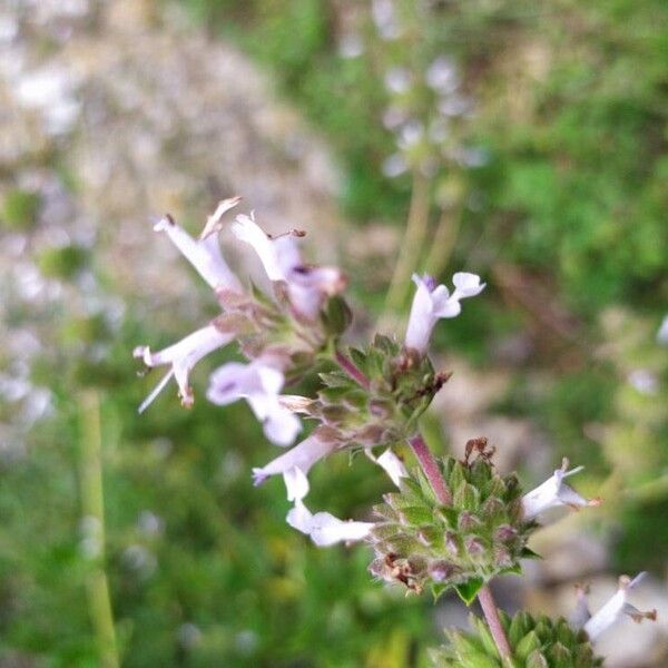 Salvia mellifera 花