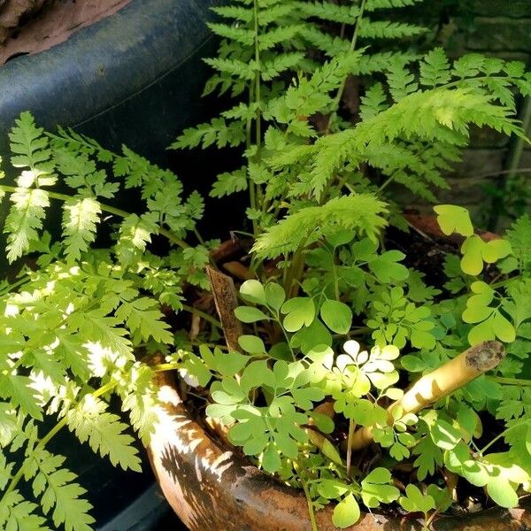 Corydalis cheilanthifolia Blad