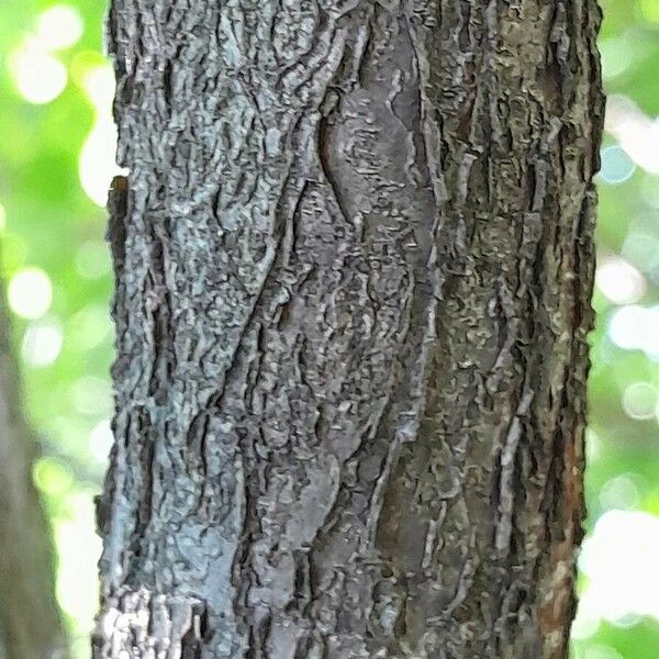 Cornus mas Corteccia