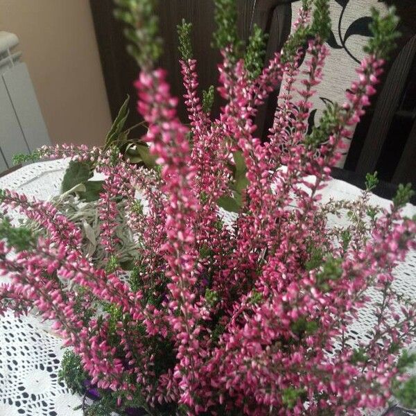 Erica gracilis Flower