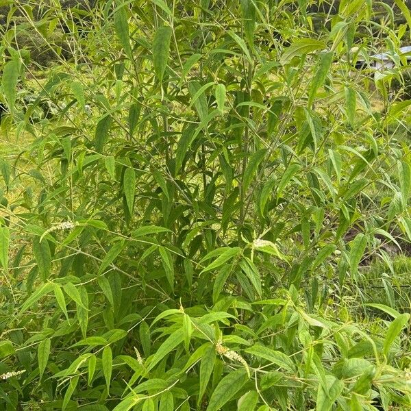 Buddleja asiatica Leaf