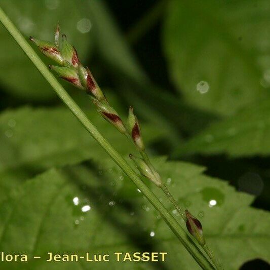 Carex pilosa Other
