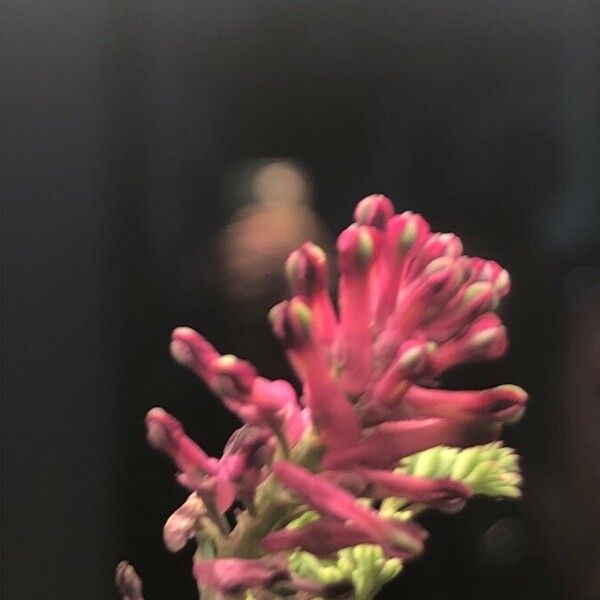 Fumaria densiflora Çiçek