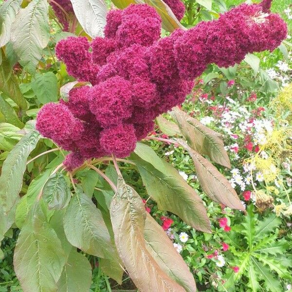 Amaranthus caudatus പുഷ്പം