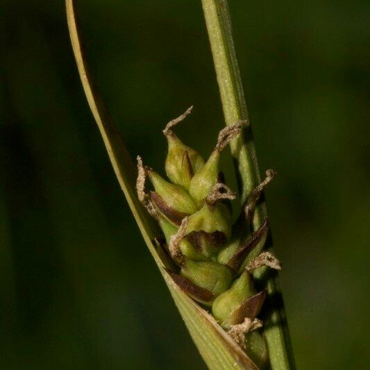 Carex vaginata Gyümölcs