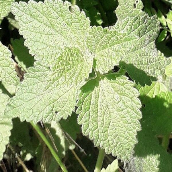 Ballota nigra Blad