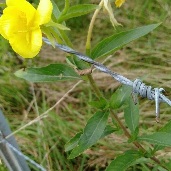 Oenothera biennis Blodyn