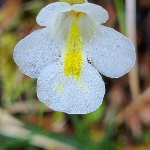 Pinguicula alpina Flor