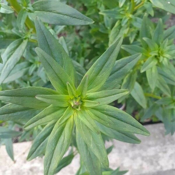 Antirrhinum majus Folla