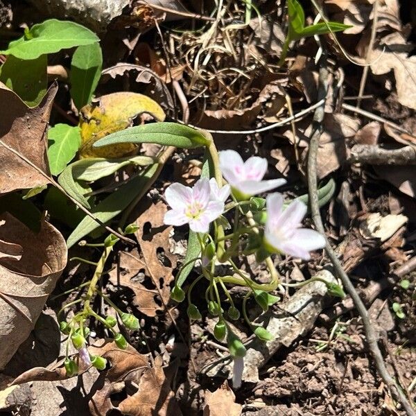 Claytonia virginica Flower