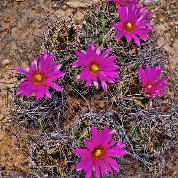 Coryphantha macromeris Blomst