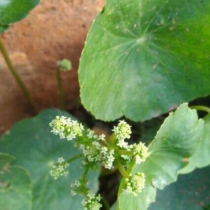 Hydrocotyle bonariensis Květ