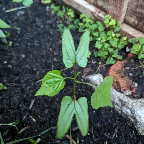 Ipomoea hederifolia Cvet