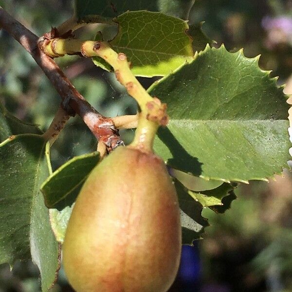 Prunus ilicifolia Frukt