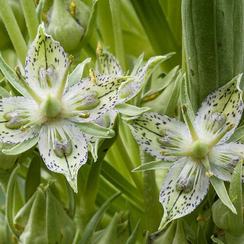 Frasera speciosa Flower