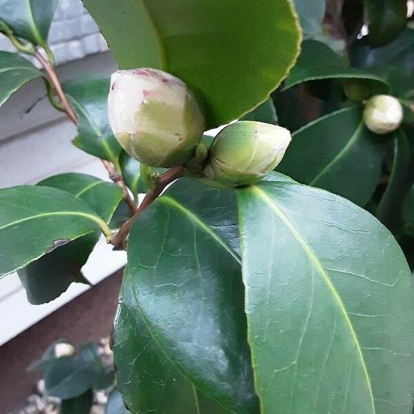 Camellia oleifera Квітка