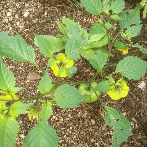 Physalis philadelphica Leaf