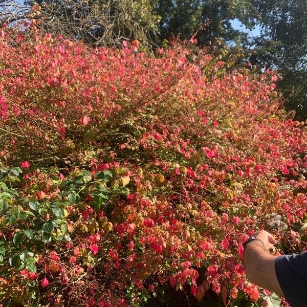 Euonymus alatus Feuille