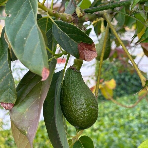 Persea americana Fruit