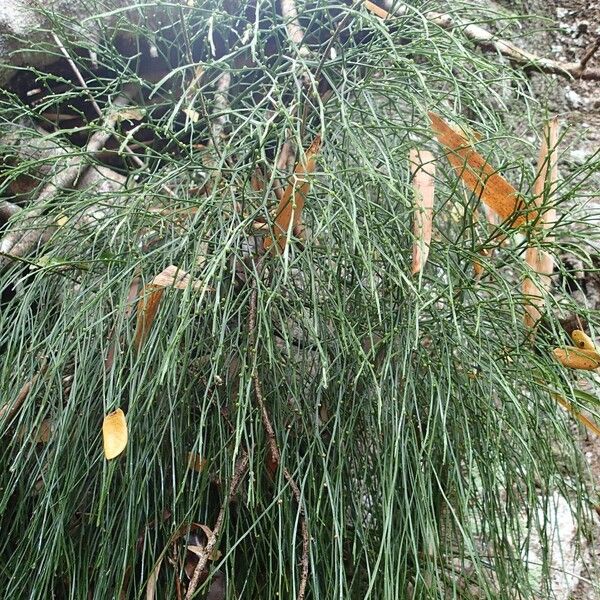 Psilotum nudum 葉