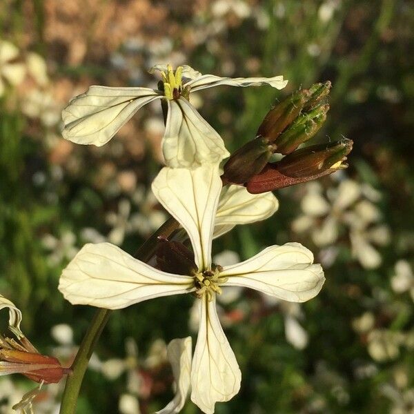 Eruca sativa Flors