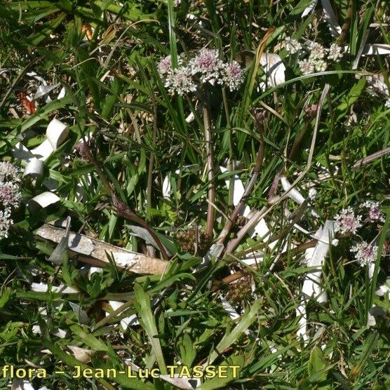 Oenanthe globulosa Elinympäristö