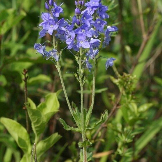 Veronica satureiifolia Habit