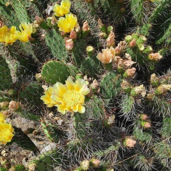 Opuntia polyacantha Blüte