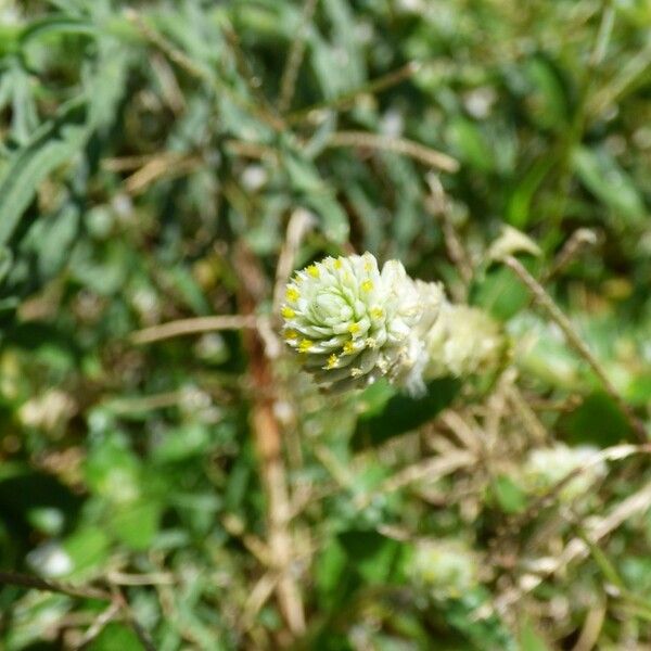 Gomphrena celosioides Цвят