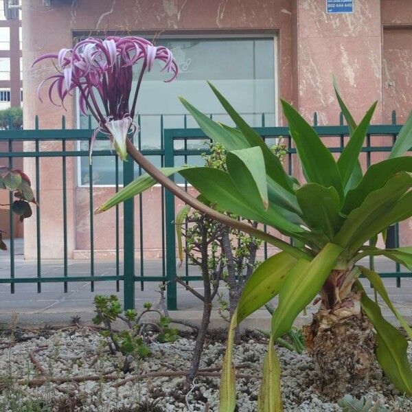 Crinum asiaticum Кветка