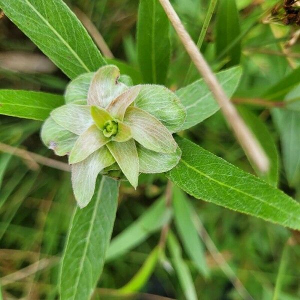 Pentanema salicinum Leaf