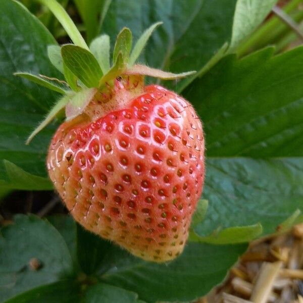 Fragaria × ananassa Fruchs