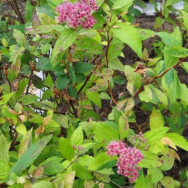 Spiraea japonica Bloem