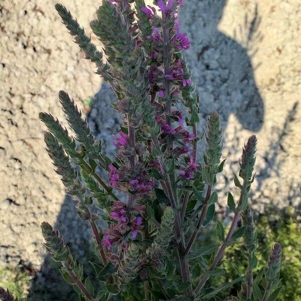 Lythrum salicaria Flower