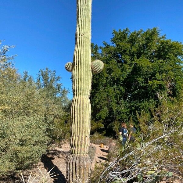 Carnegiea gigantea Cortiza