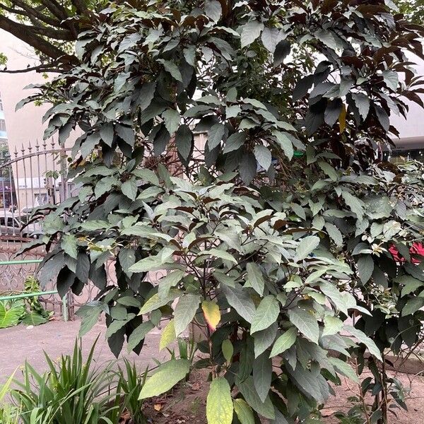 Clerodendrum quadriloculare Habitus