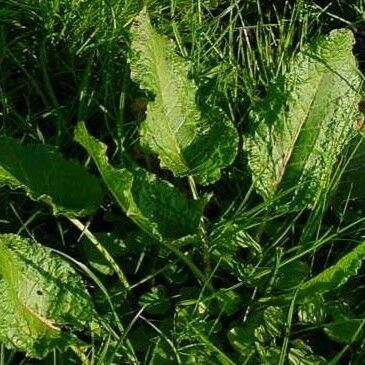 Rumex acetosa Habit