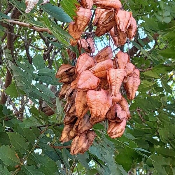 Koelreuteria paniculata Fruit