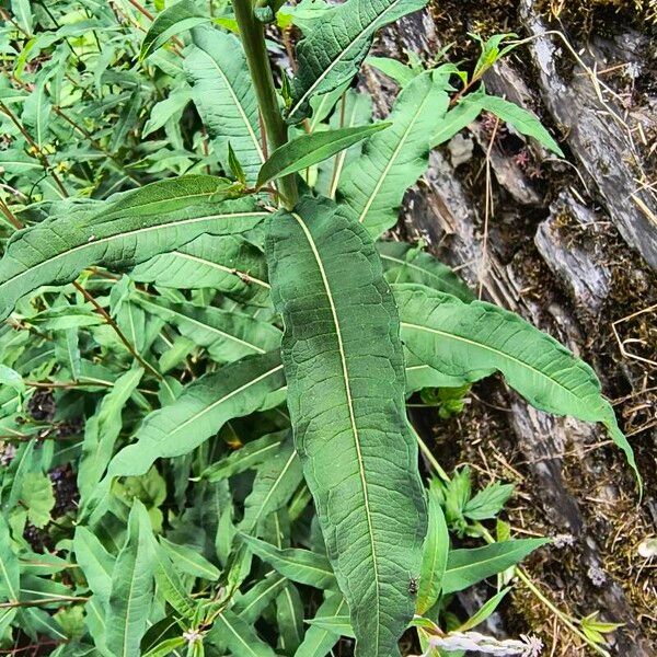 Epilobium angustifolium Liść